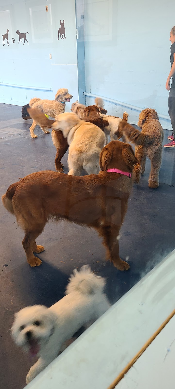 Gardierie Dieppe Doggy Daycare | 675 Babin St, Dieppe, NB E1A 5M7, Canada | Phone: (506) 381-0099