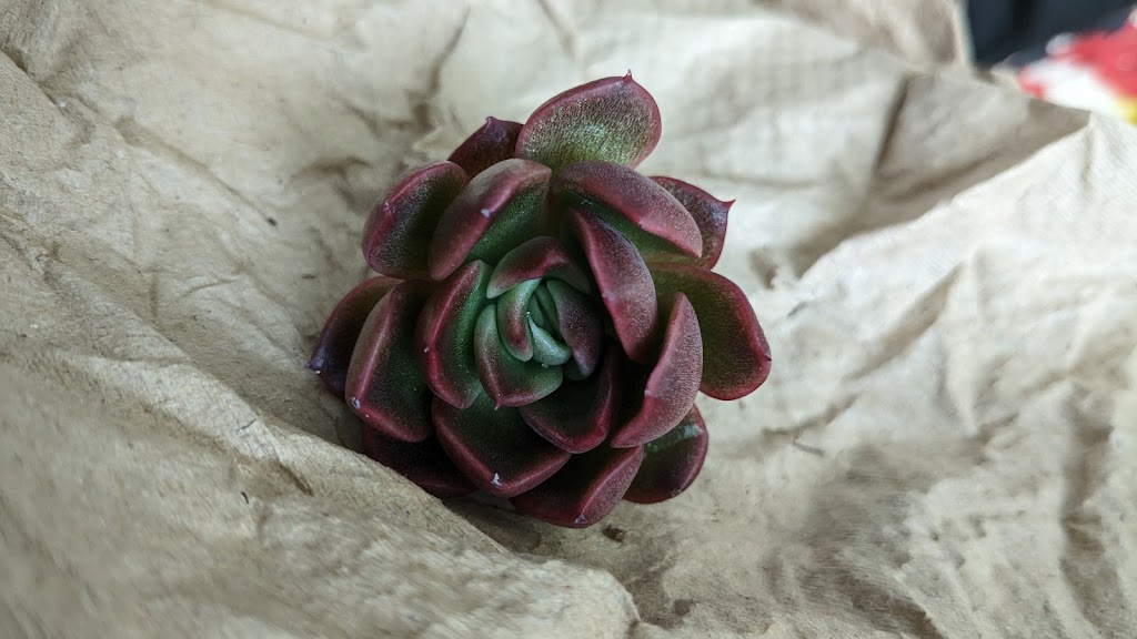 Succulentes Québec | 388 QC-116, Cleveland, QC J0B 2H0, Canada | Phone: (819) 238-1695