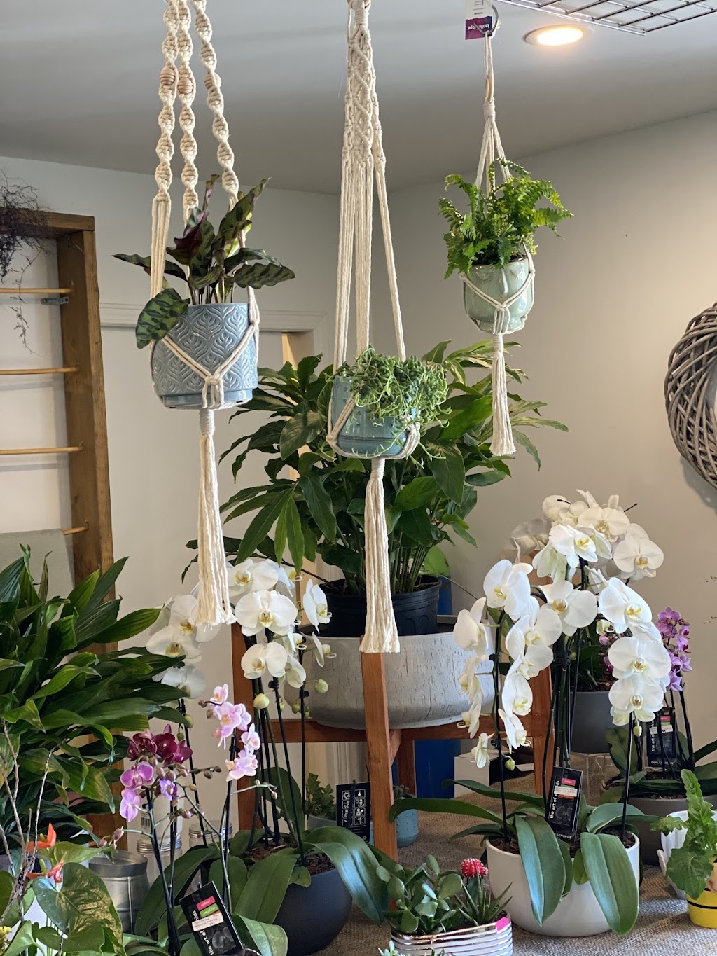 Urban Jungle Cambridge | 149 Hespeler Rd, Cambridge, ON N1R 3G9, Canada | Phone: (519) 624-8284