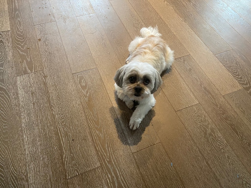 Spawsys Dog Grooming | 275 Av Elm #11, Beaconsfield, QC H9W 2E4, Canada | Phone: (514) 505-4769