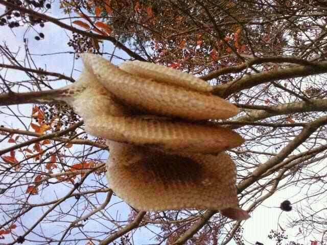 Bee Friendly Removal Services | 1312 24th St, Bellingham, WA 98225, USA | Phone: (360) 303-6220