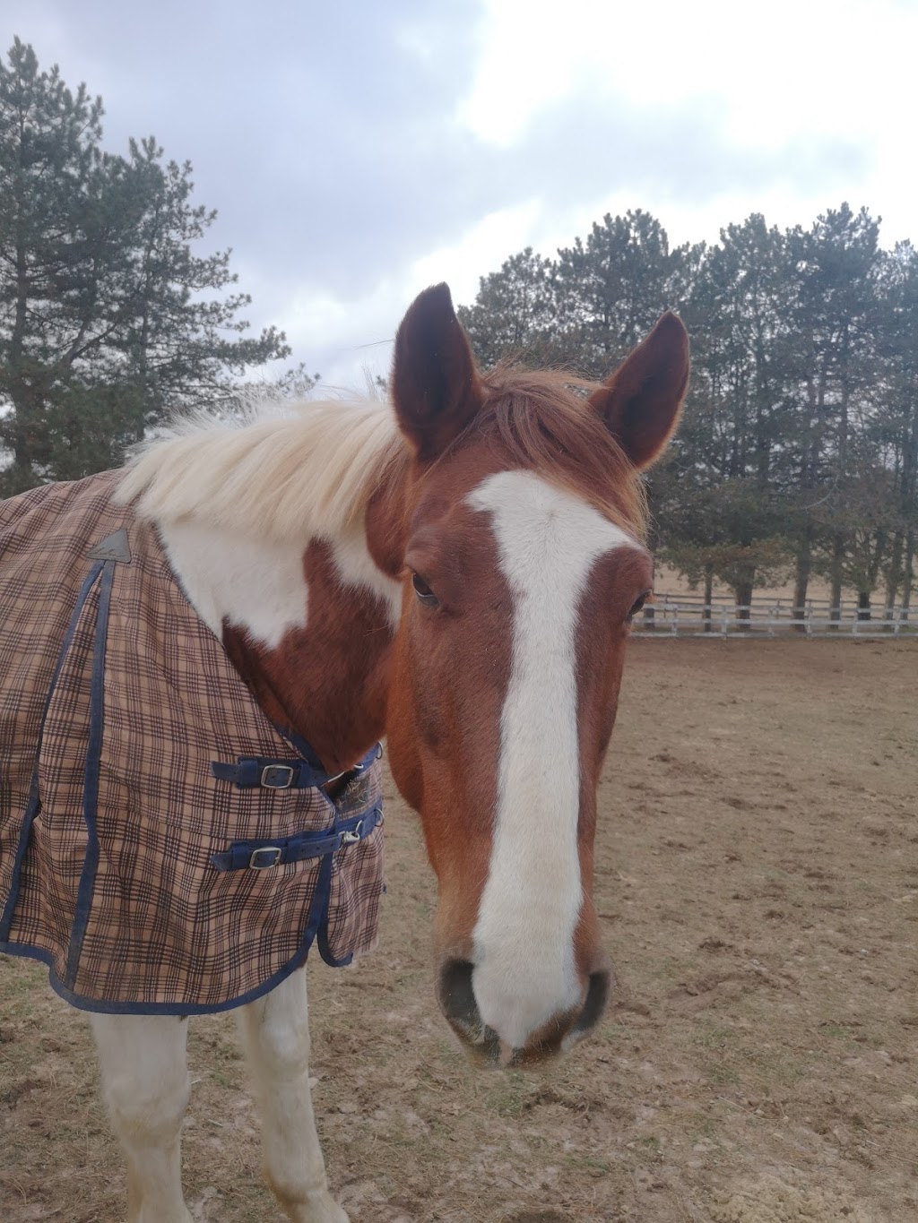 Lenka Equestrian Centre | 750 Concession 8 W, Puslinch, ON N0B 2J0, Canada | Phone: (905) 629-2238