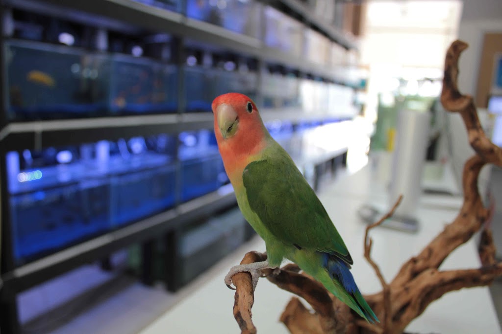 T T Aquarium&Pets | 1160 Albion Rd, Etobicoke, ON M9V 1A8, Canada | Phone: (647) 349-3732