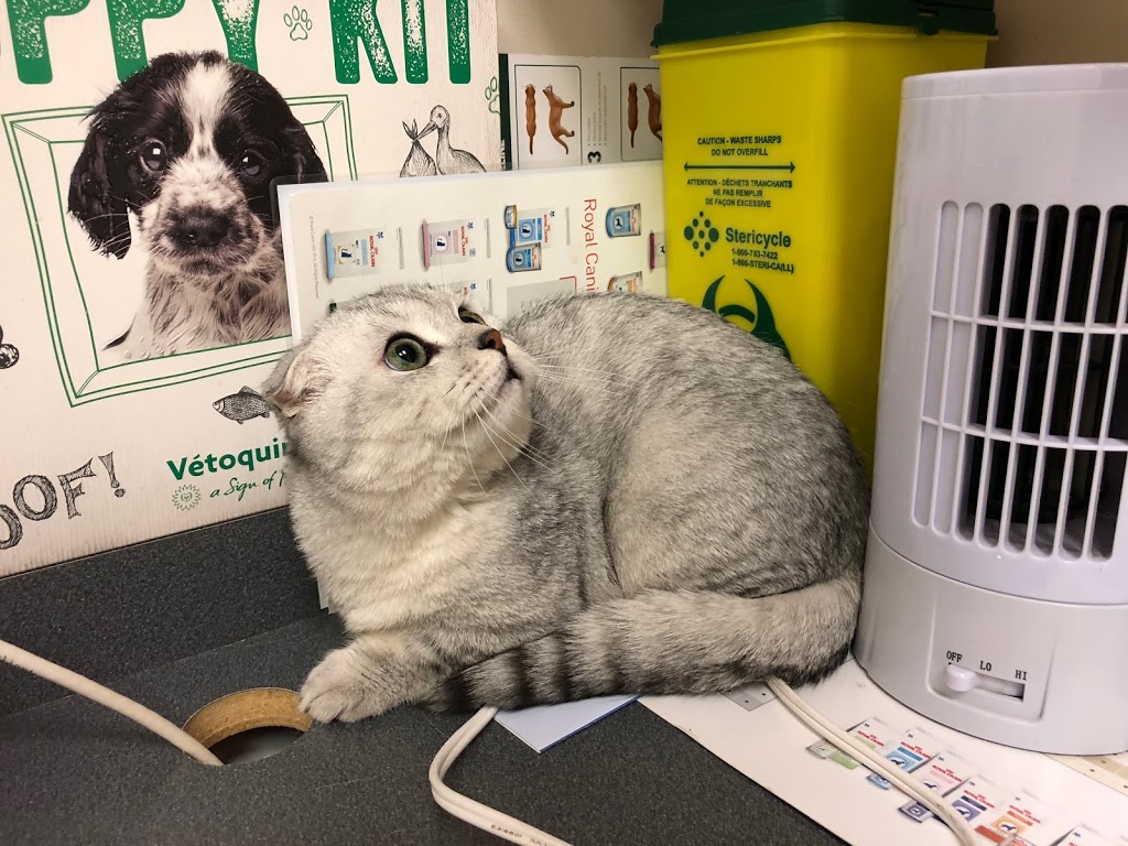 Bayview Hill Animal Hospital | 9912 Bayview Ave, Richmond Hill, ON L4C 2L3, Canada | Phone: (905) 508-1991