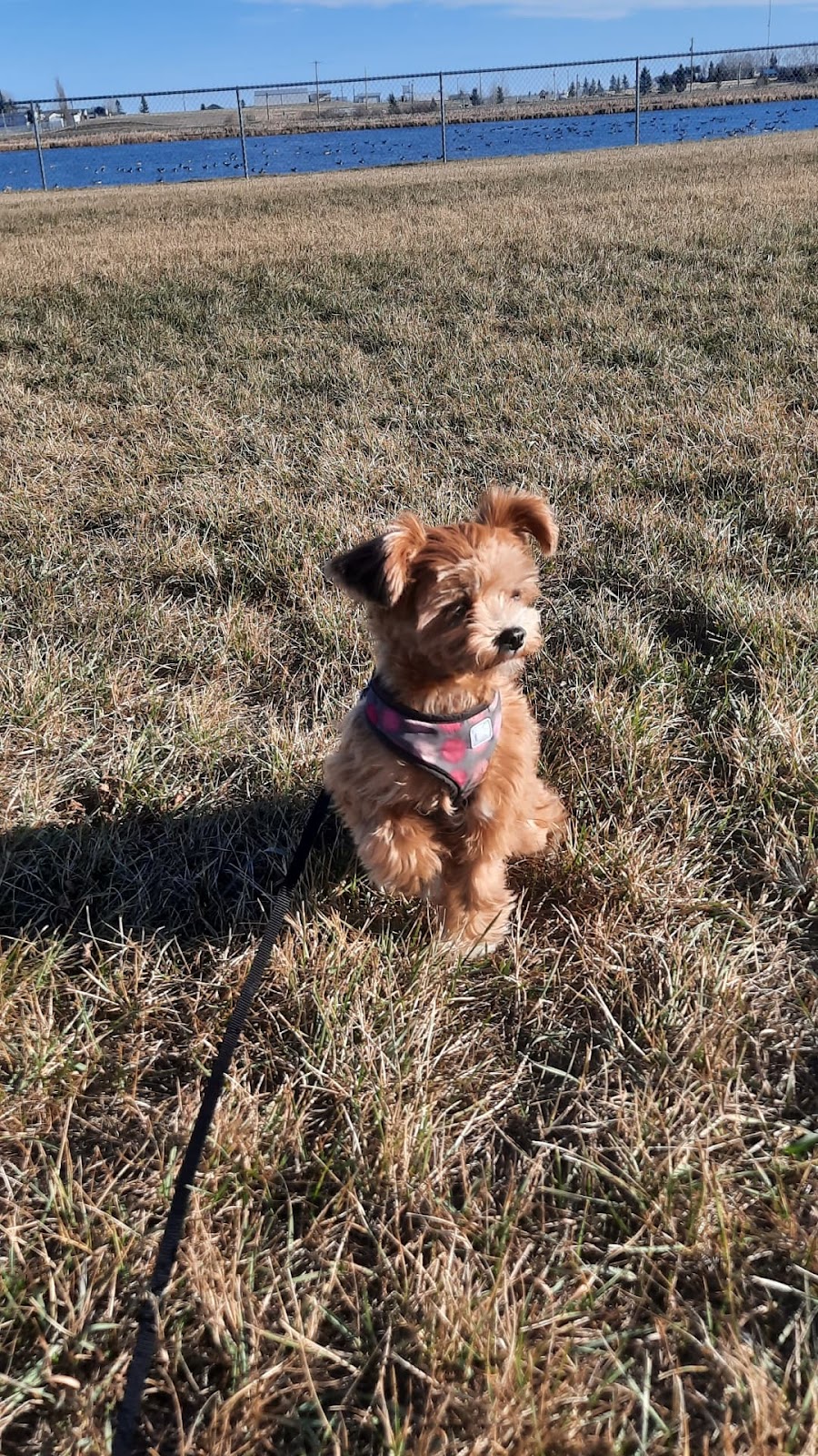 Pawsitive Play Lounge | 130 9 Ave, Carstairs, AB T0M 0N0, Canada | Phone: (403) 337-8671