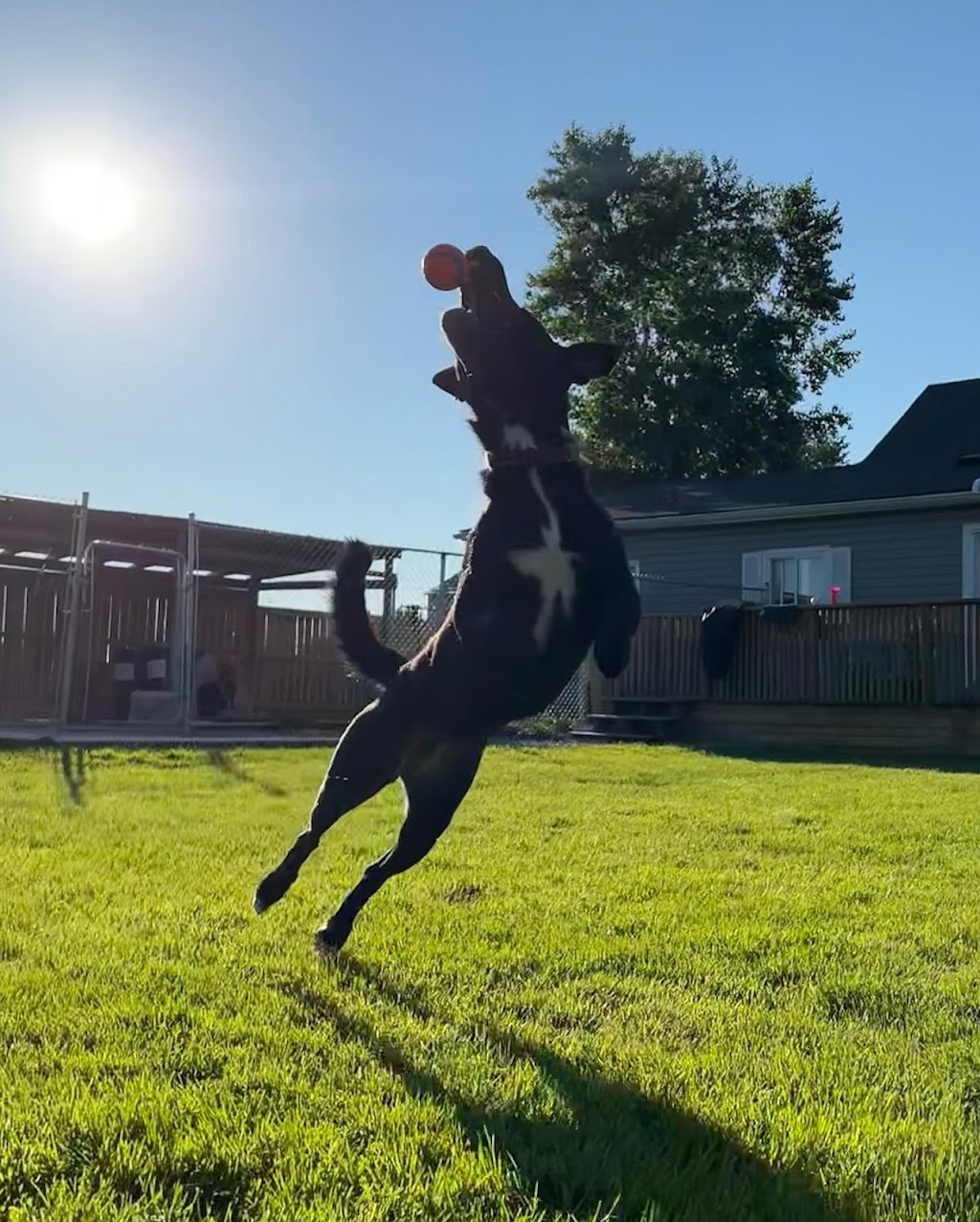 Not Your Everyday K9S | 121 Murphy Rd, Township Of Essa, ON L0M 1B1, Canada | Phone: (705) 816-3597