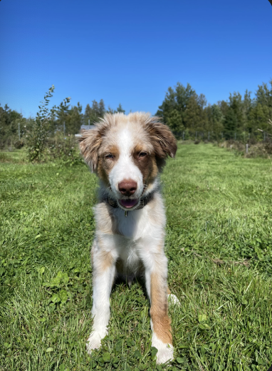 RUFF Athletics Facility | 130 Old Shediac Rd, Memramcook, NB E4K 1W1, Canada | Phone: (519) 830-3647