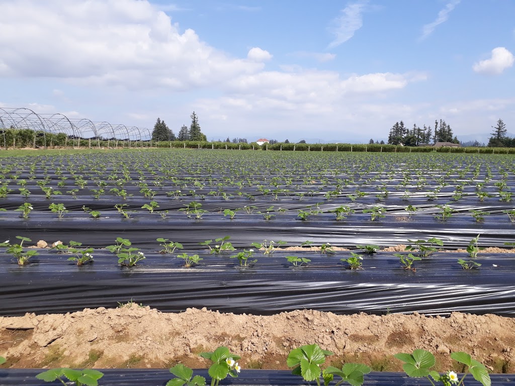 Berry Haven Farm | 320 Mount Lehman Rd, Abbotsford, BC V4X 2L4, Canada | Phone: (604) 859-6380
