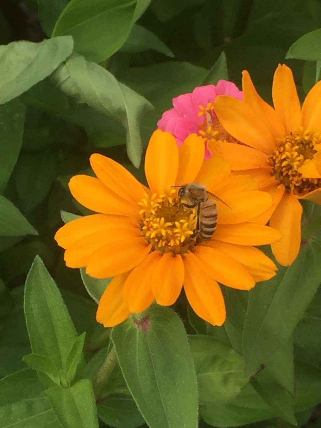 Biggar Blooms | 9820 Biggar Rd, Niagara Falls, ON L0S 1K0, Canada | Phone: (905) 359-6979