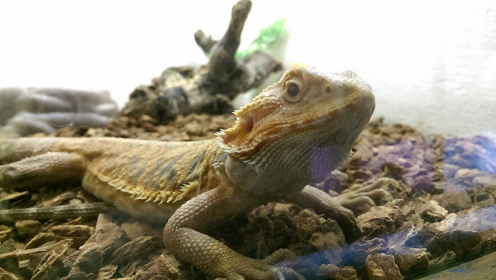 Pets Plus-Reptiles & Exotic | 421 West Ave, Lockport, NY 14094, USA | Phone: (716) 433-0460