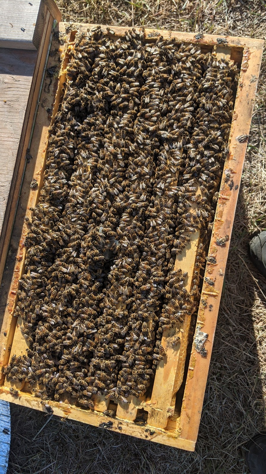 Lees Bees Honey | 52158 MUN 33 E, Rosewood, MB R5K 0H9, Canada | Phone: (204) 557-4177