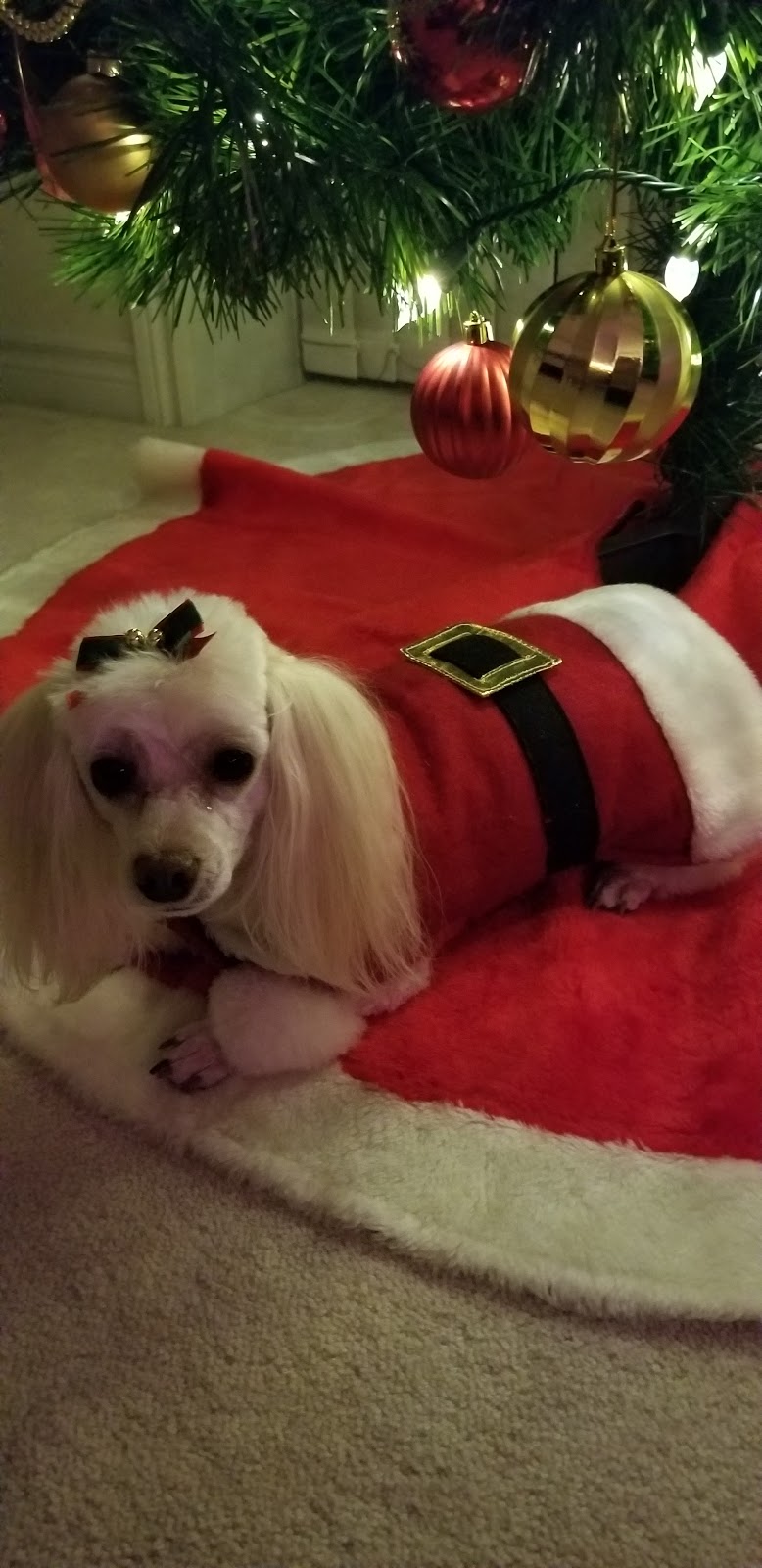 Whisper Hill Kennel | 12045 Elliot Rd, Tillsonburg, ON N4G 4G8, Canada | Phone: (519) 842-3980