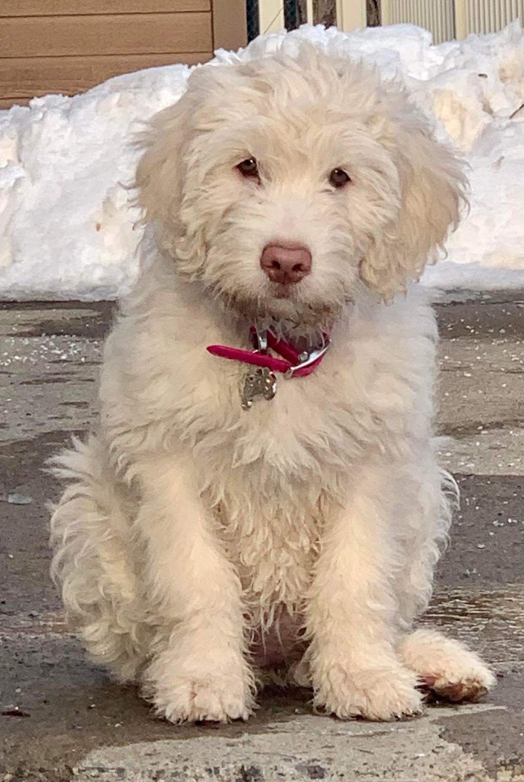 Goldendoodle Rive Nord | 334 Rue Sherbrooke, Sainte-Thérèse, QC J7E 2C7, Canada | Phone: (514) 436-6689