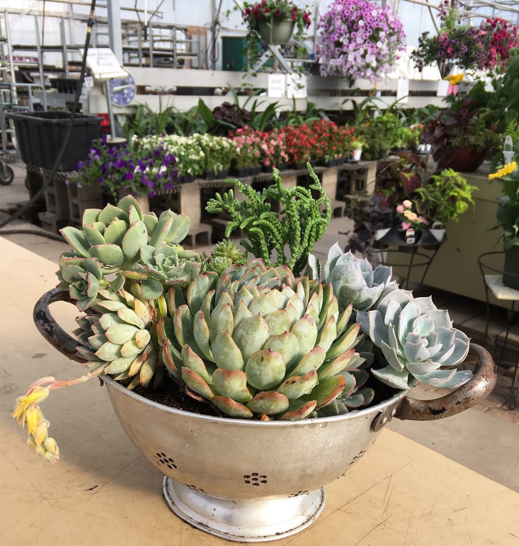 Marvins Gardens Greenhouse | 910 2nd Ave E, Waldheim, SK S0K 4R0, Canada | Phone: (306) 945-5503
