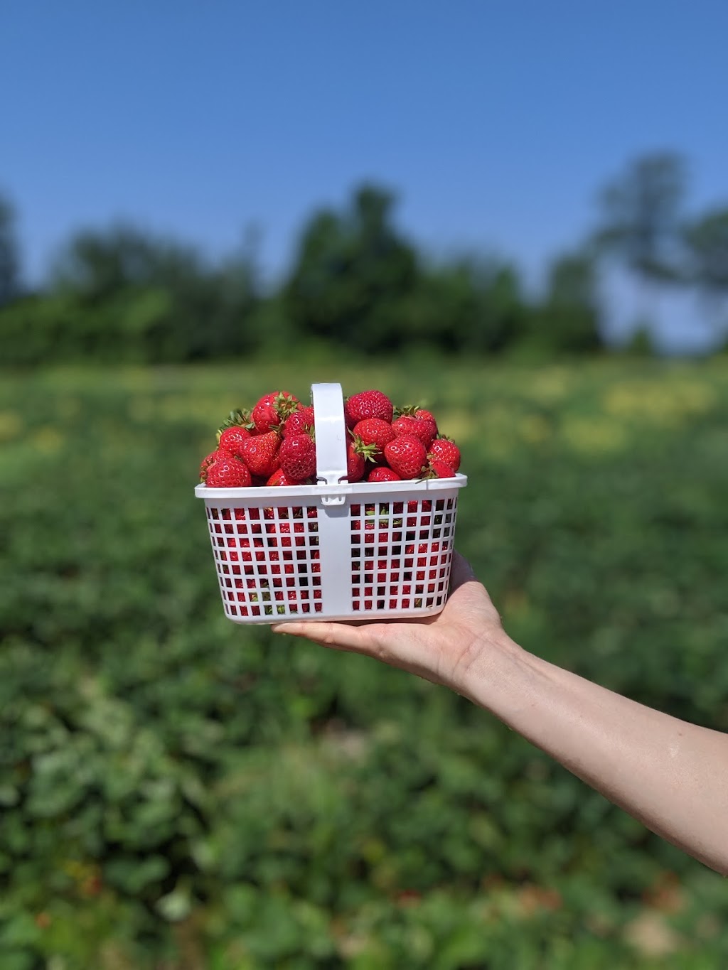 Fruition Berry Farm | 3208 Hughes Rd, Kingston, ON K7L 4V3, Canada | Phone: (613) 548-3378