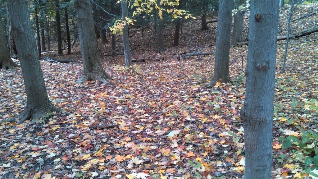 Chestnut Ridge Park Eternal Flame Trail | Chestnut Ridge Rd, Orchard Park, NY 14127, USA