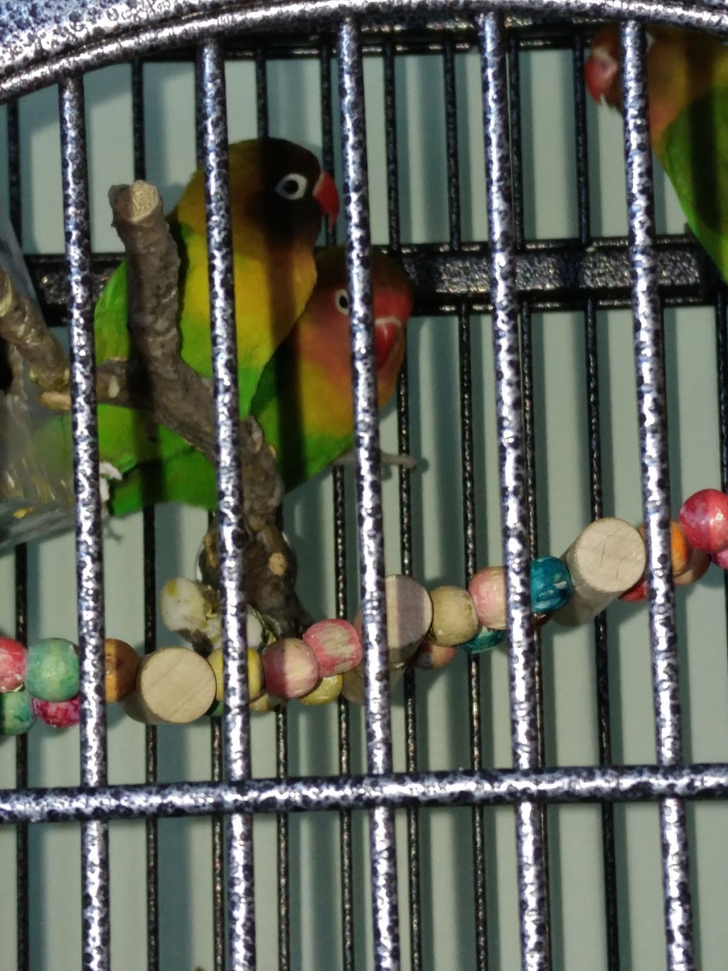 Meikas Birdhouse Ltd | 971 Ordze Rd, Sherwood Park, AB T8A 4L7, Canada | Phone: (780) 416-4435