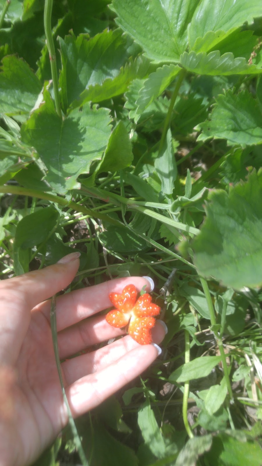 Ruby Berry Farms | 745 Joanette Rd, Chelmsford, ON P0M 1L0, Canada | Phone: (705) 855-9901