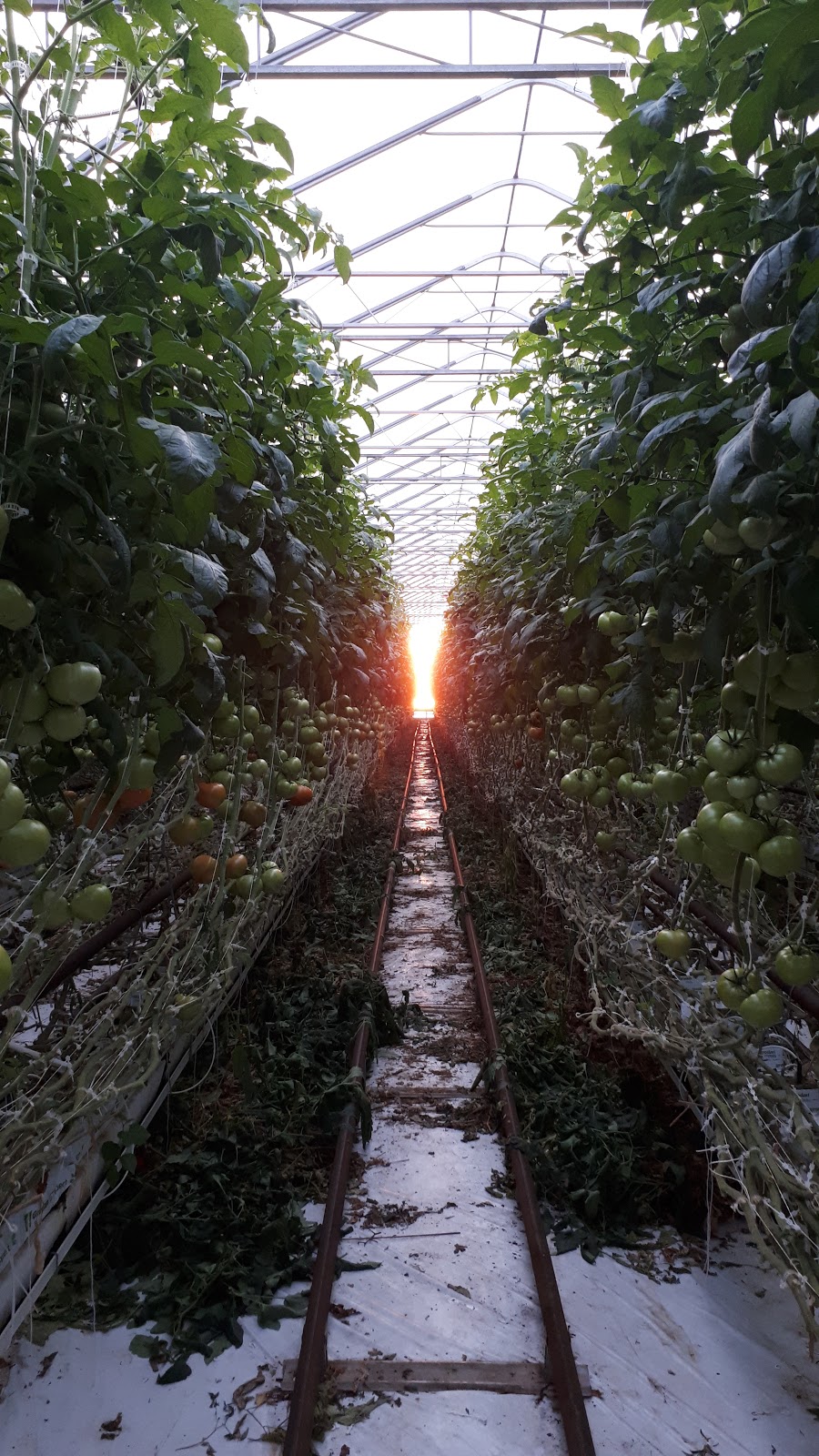 Cielo Vista Farms | 756-794, ON-77, Staples, ON N0P 2J0, Canada | Phone: (519) 322-5831