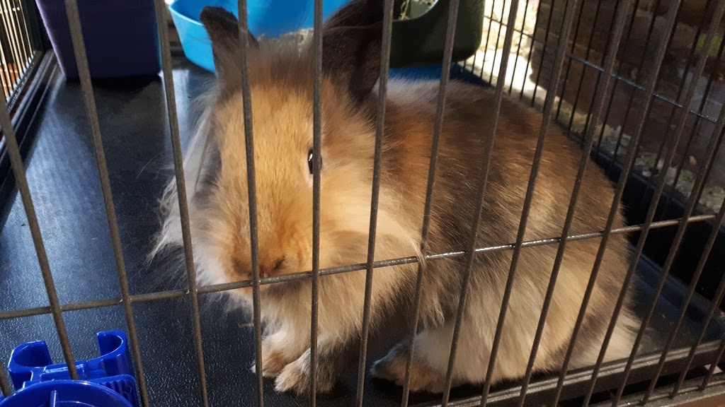 Pet Valu | 206497 Hwy 26 East, Meaford, ON N4L 1W7, Canada | Phone: (519) 538-1041
