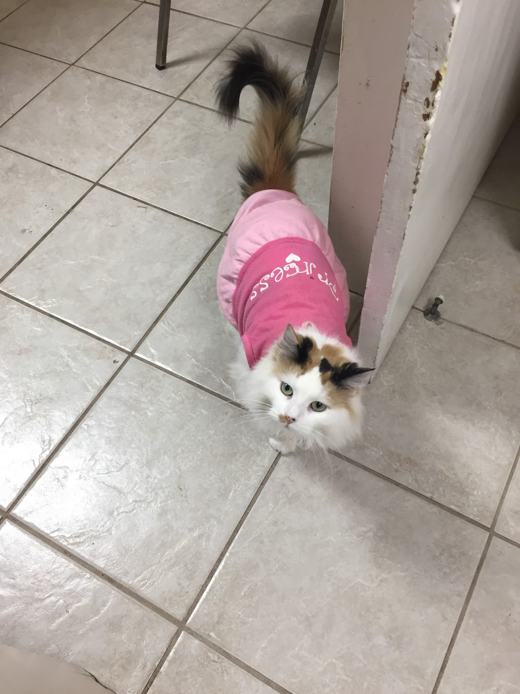 Watford Veterinary Clinic | 517 Gold St, Watford, ON N0M 2S0, Canada | Phone: (519) 876-2124
