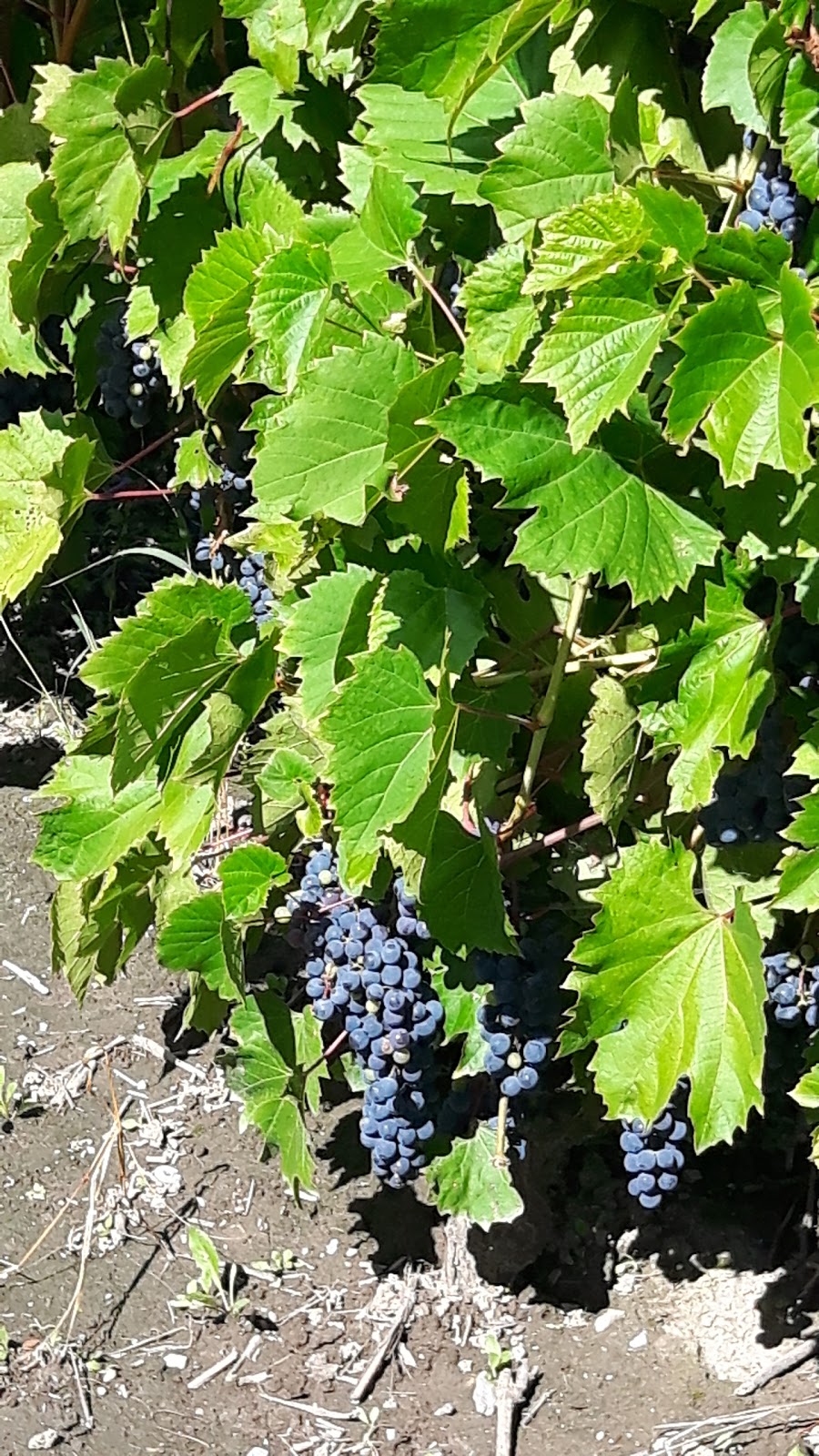 CARONE Wines & Spirits | 75 Rue Roy, Lanoraie, QC J0K 1E0, Canada | Phone: (450) 887-2728