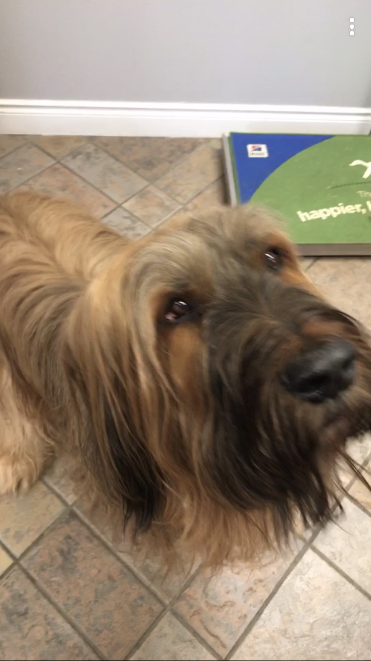 East Mountain Animal Hospital | 1175 Stone Church Rd E, Hamilton, ON L8W 2C6, Canada | Phone: (905) 389-0707