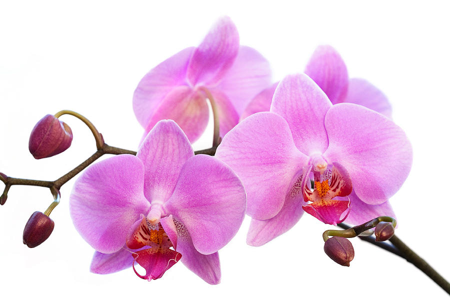 O2 Gold Day Spa | 4136 Bathurst St, North York, ON M3H 3P4, Canada | Phone: (647) 873-8555