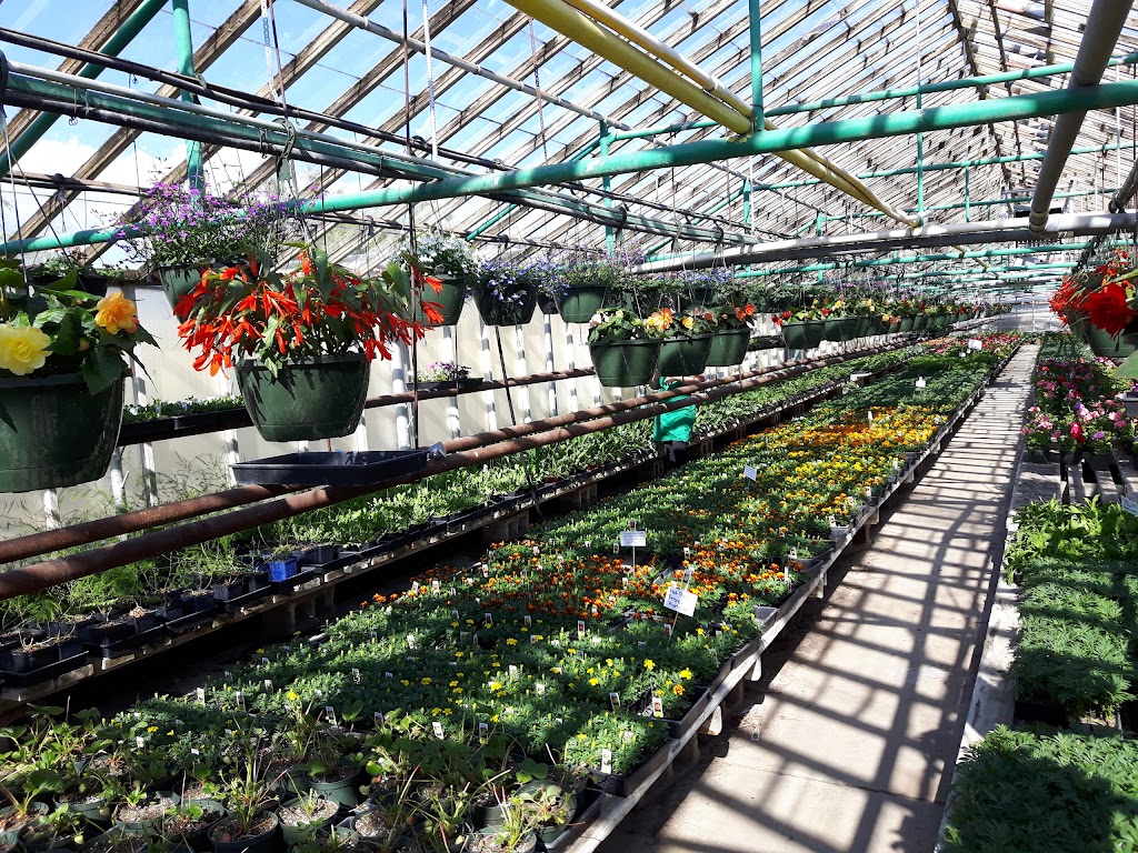 Dan’s Greenhouses | 102 43 St S, Lethbridge, AB T1J 4P7, Canada | Phone: (403) 327-3271