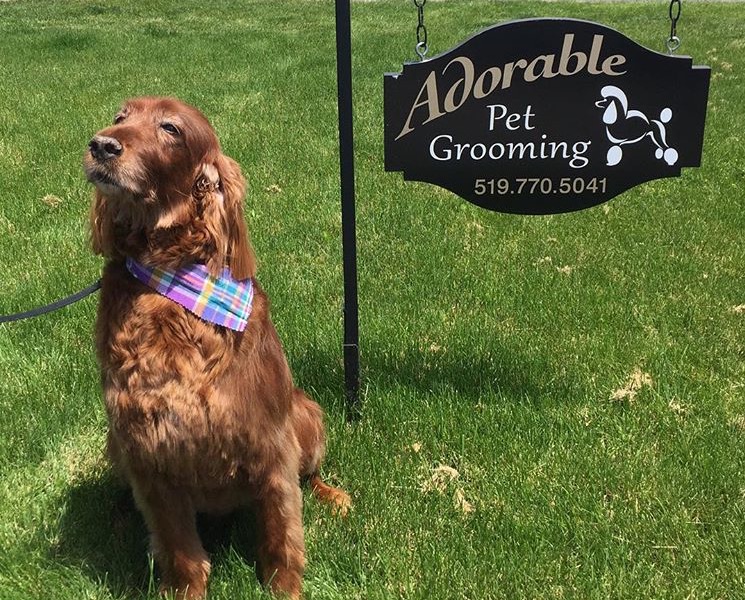 Adorable Pet Grooming & Boutique | 340 Henry St Unit # 19, Brantford, ON N3T 6L2, Canada | Phone: (519) 770-5041