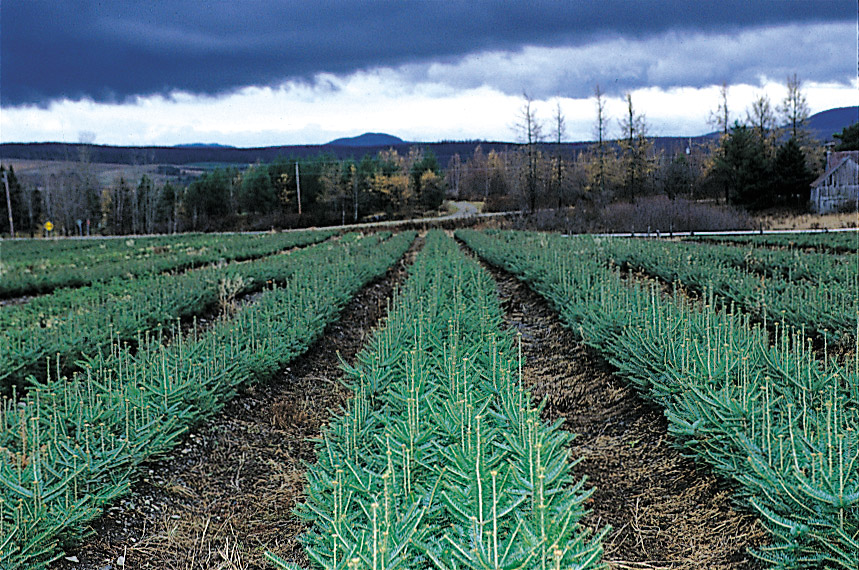 IDEAL PLANTATIONS / LES PLANTATIONS IDÉALES | 360 Rang des Chutes, Ham-Nord, QC G0P 1A0, Canada | Phone: (819) 344-2858