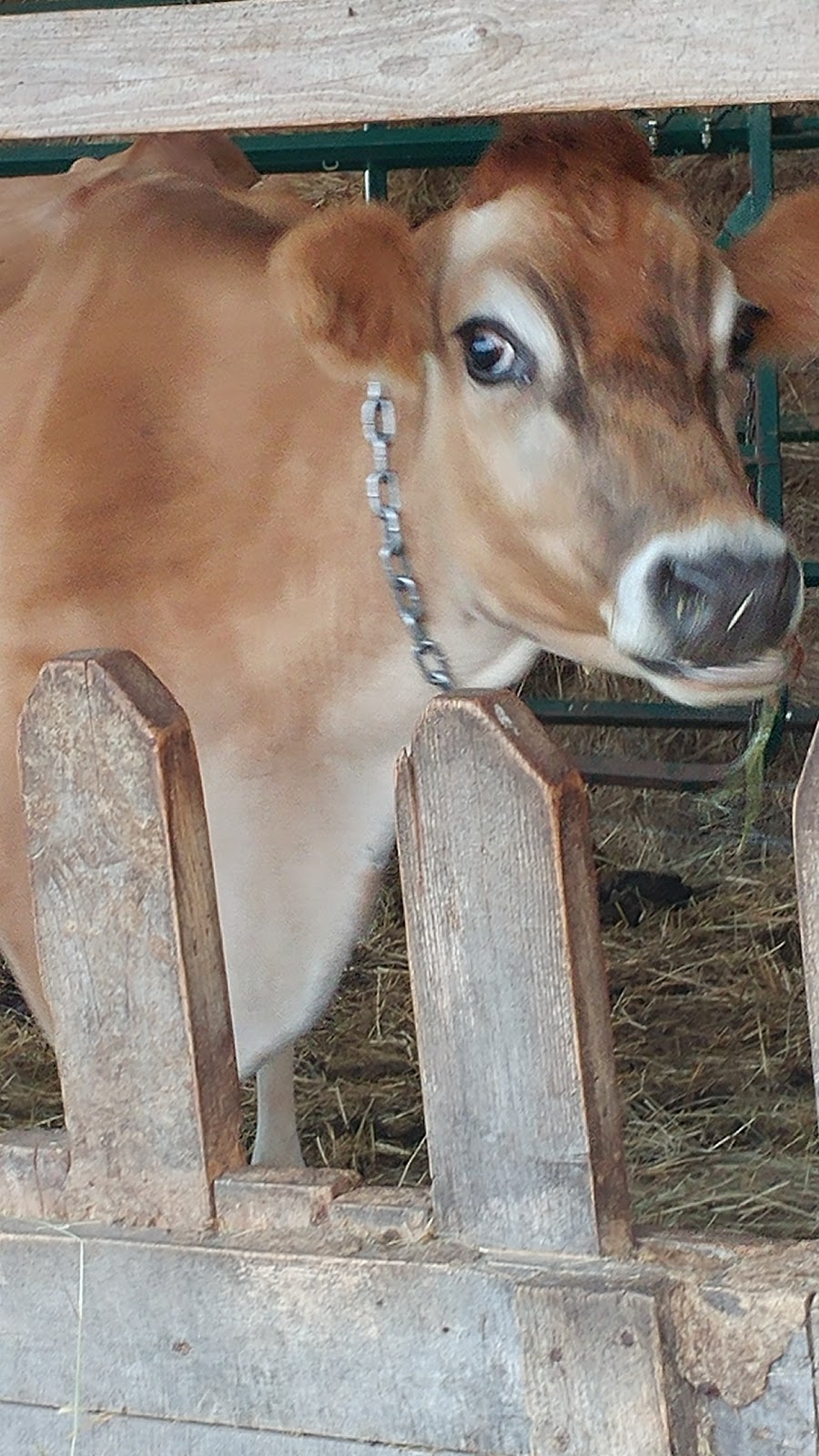 Bunnett Green Meadows Farm | 4663 Route 880, 4663 NB-880, Havelock, NB E4Z 5L2, Canada | Phone: (506) 534-2262