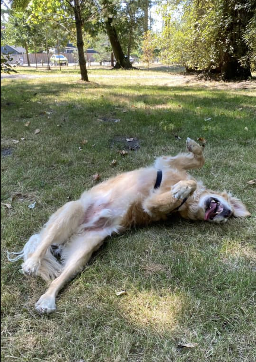 Pathfinder Pet Care & Dog Ranch | 13800 No. 3 Rd, Richmond, BC V7A 1X6, Canada | Phone: (778) 991-9169