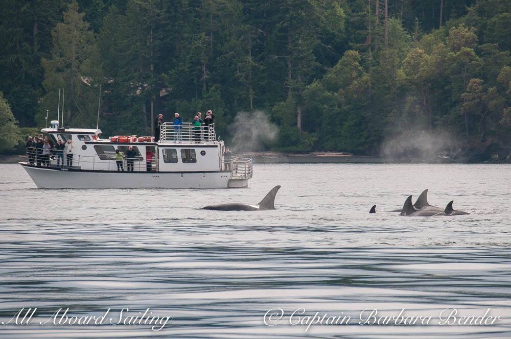 Orcas Island Whale Watch and Deer Harbor Charters | 5164 Deer Harbor Rd, Deer Harbor, WA 98243, USA | Phone: (360) 376-5989