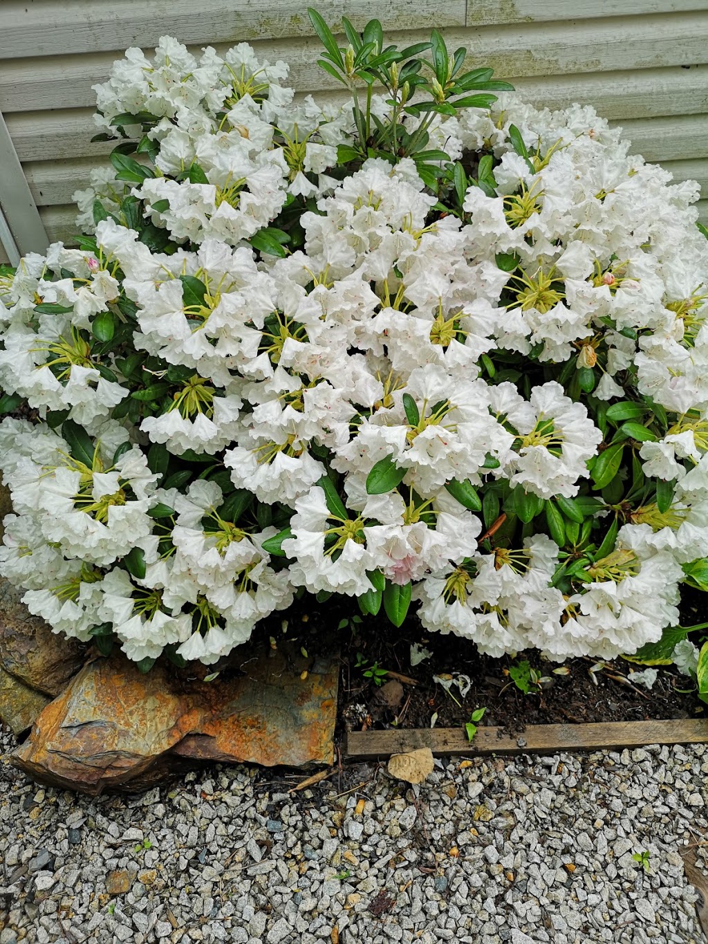 Land Care Nursery | 1436 Nova Scotia Trunk 10, Lunenburg, NS B0R, Canada, Canada | Phone: (902) 543-9904