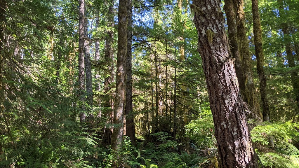 Fossli Provincial Park | Alberni-Clayoquot D, BC V0R 2B0, Canada | Phone: (250) 474-1336