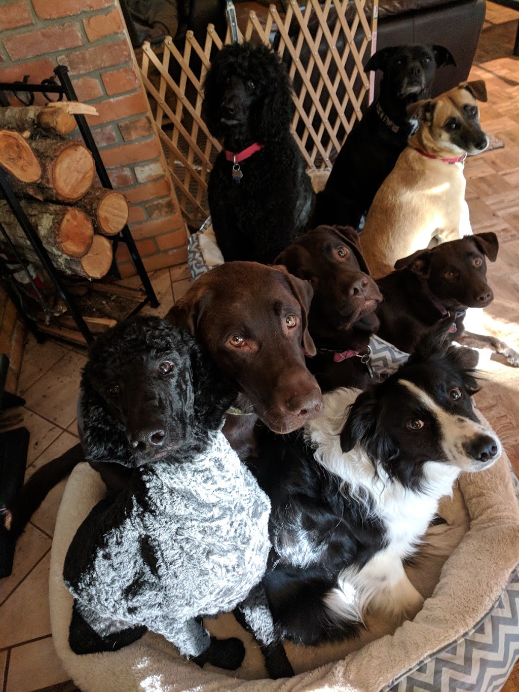 Come Over Rover Daycare & Training | 1920 Malta Rd, Shawnigan Lake, BC V0R 2W1, Canada | Phone: (250) 743-6589