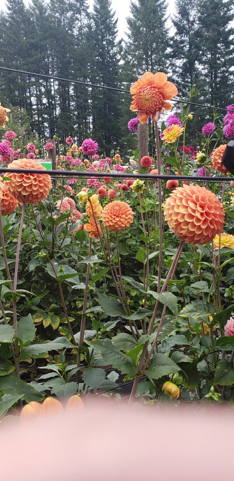 Warwick Dahlias | 1672 Constitution Rd, Black Creek, BC V9J 1G2, Canada | Phone: (250) 650-2128
