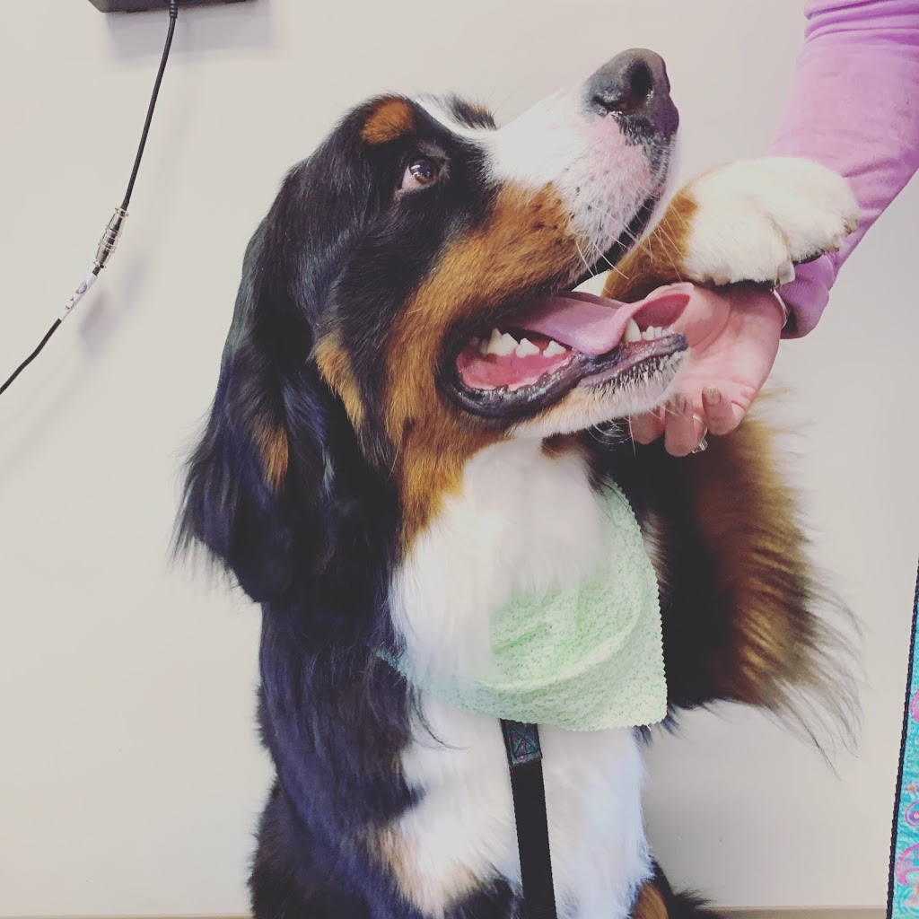 Barr-North Veterinary Services Ltd | 6302 49 St, Barrhead, AB T7N 1A3, Canada | Phone: (780) 674-2100