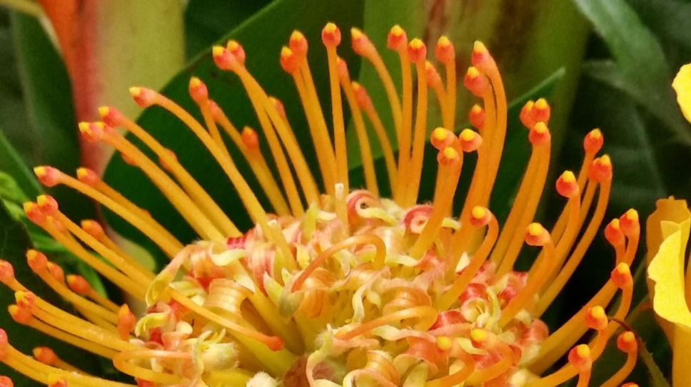 Exotic Flowers & Gifts | 5425 Creditview Rd, Mississauga, ON L5V 2P3, Canada | Phone: (905) 817-0976