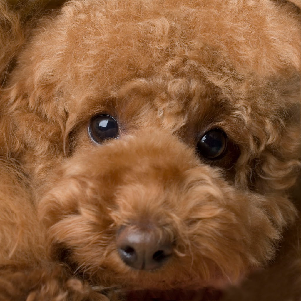 Dog Station Grooming Training & More | 160-1960 Como Lake Ave, Coquitlam, BC V3J 3R3, Canada | Phone: (604) 936-7297
