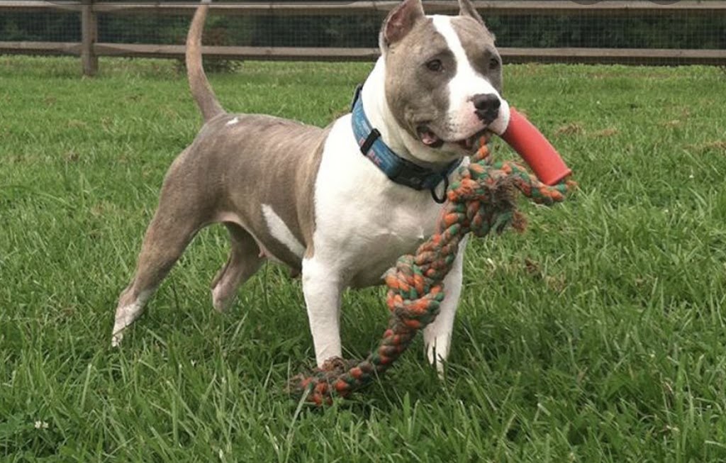 YEG Dog Training | 10814 117 St NW, Edmonton, AB T5H 3N5, Canada | Phone: (780) 288-4843