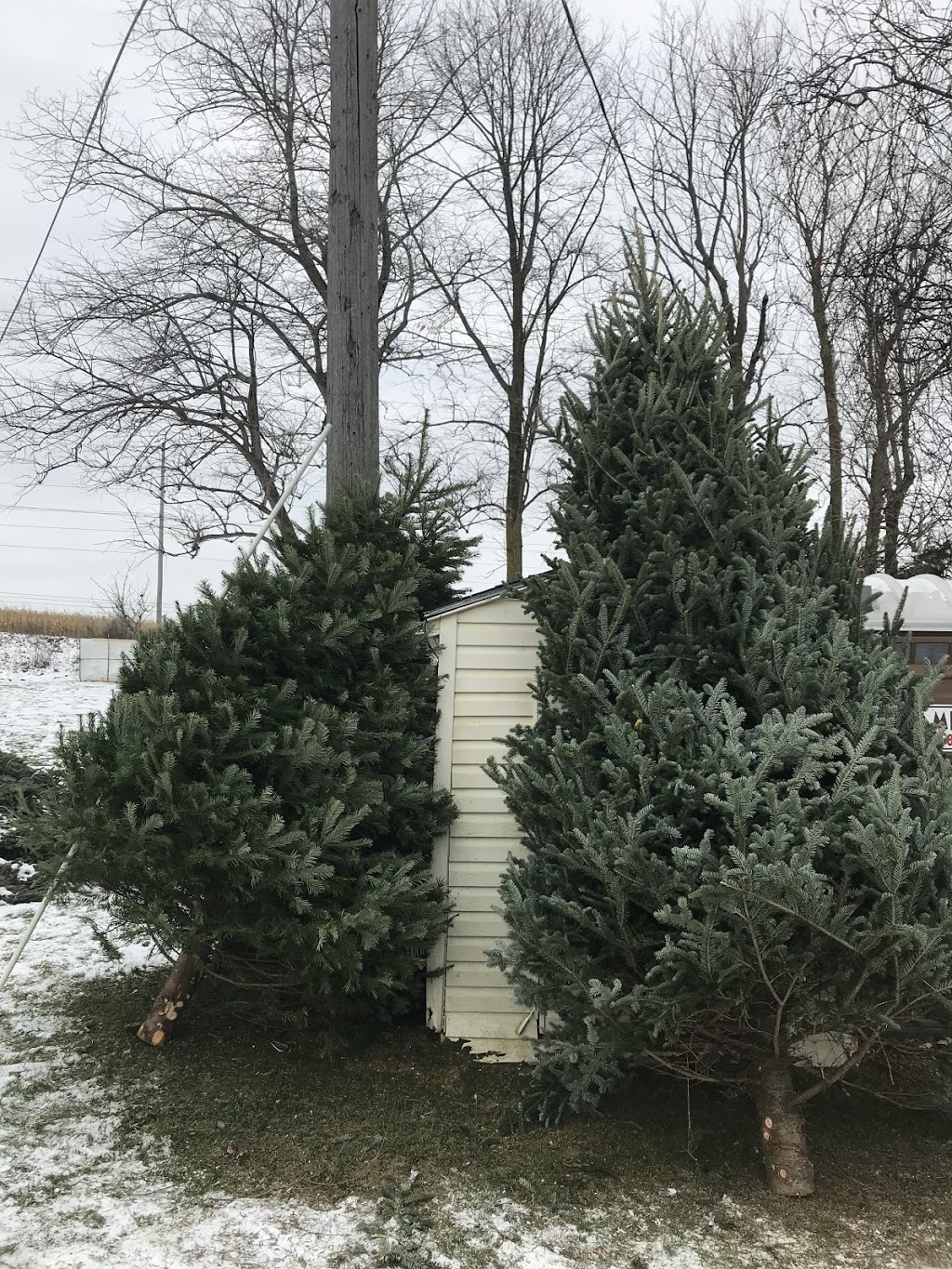 Snow Fresh Christmas Trees | point of interest | 1080 Green Ln E, East Gwillimbury, ON L9N 0L8, Canada | 9052518448 OR +1 905-251-8448