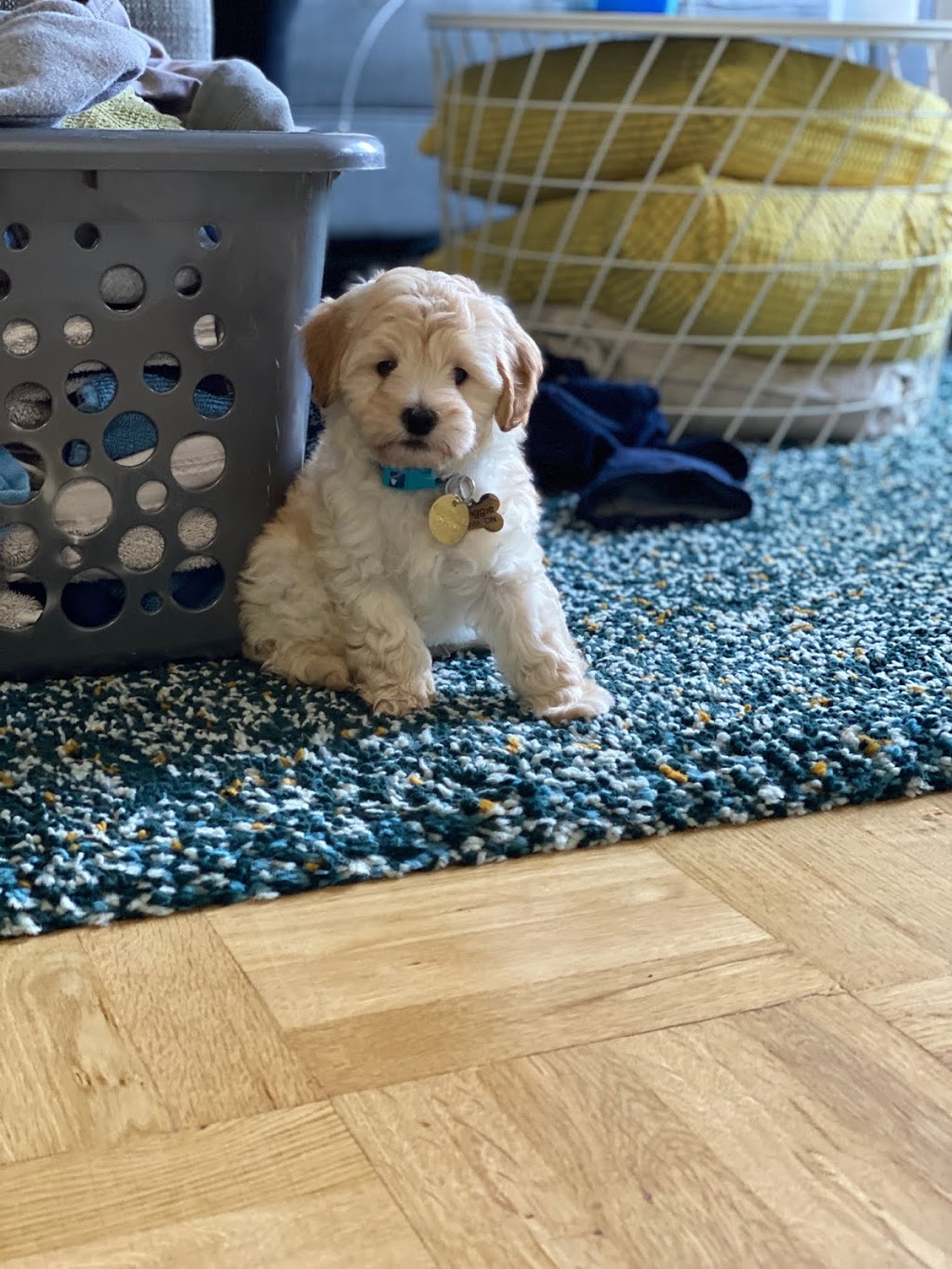 Goldenbellekennels | 37482 Zion Rd, Lucknow, ON N0G 2H0, Canada | Phone: (519) 450-9820