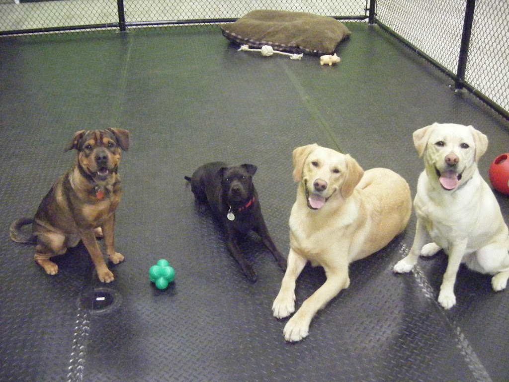 Canine Comforts | 12612 Hwy 50 #11a, Bolton, ON L7E 1T6, Canada | Phone: (905) 857-2733