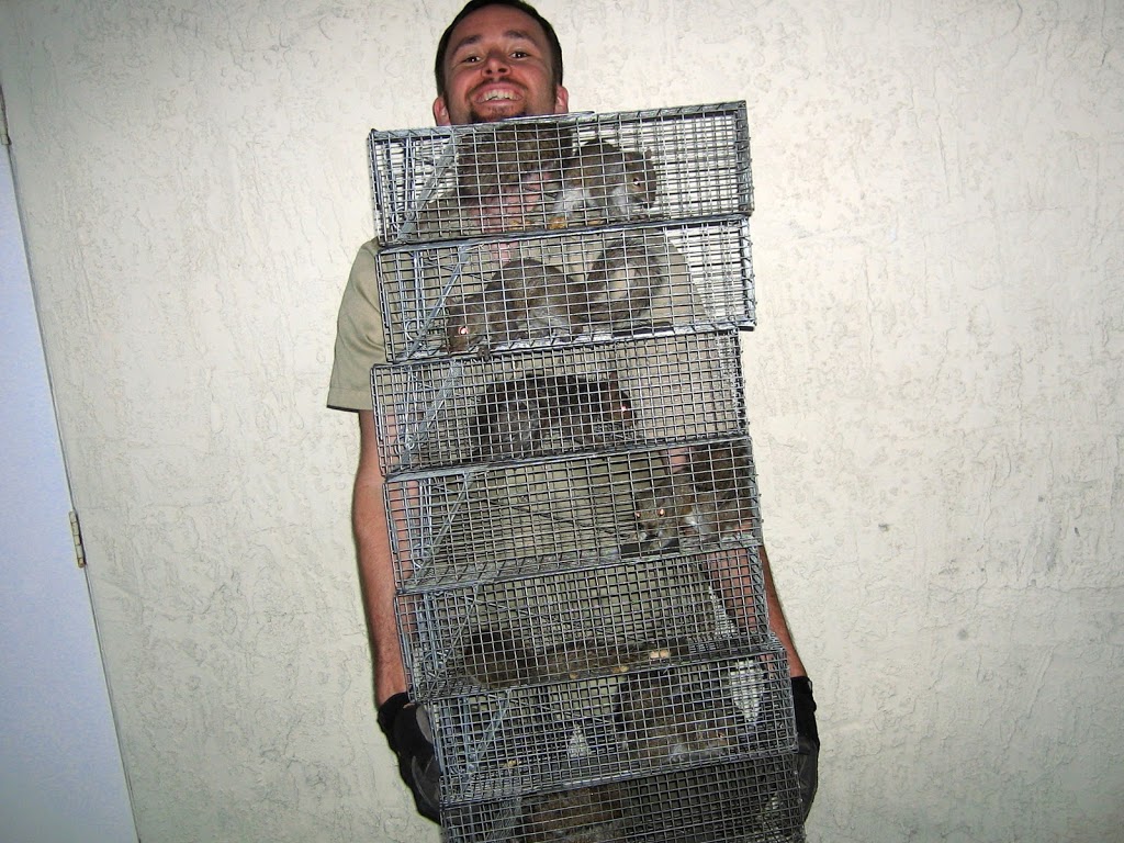Witzend Wildlife Exterminator Buffalo | 85 Empire Dr unit c, Buffalo, NY 14224, USA | Phone: (716) 244-6260