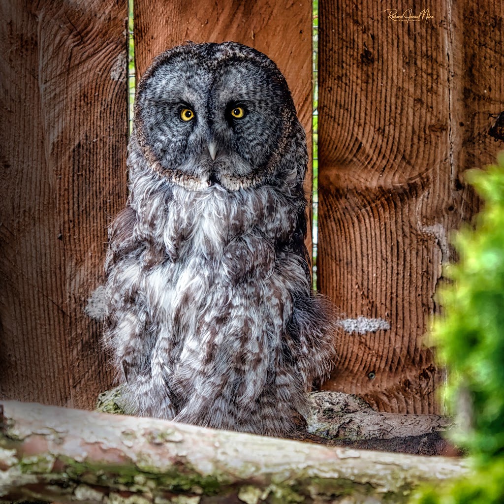 North Island Wildlife Recovery Centre | 1240 Leffler Rd, Errington, BC V0R 1V0, Canada | Phone: (250) 248-8534