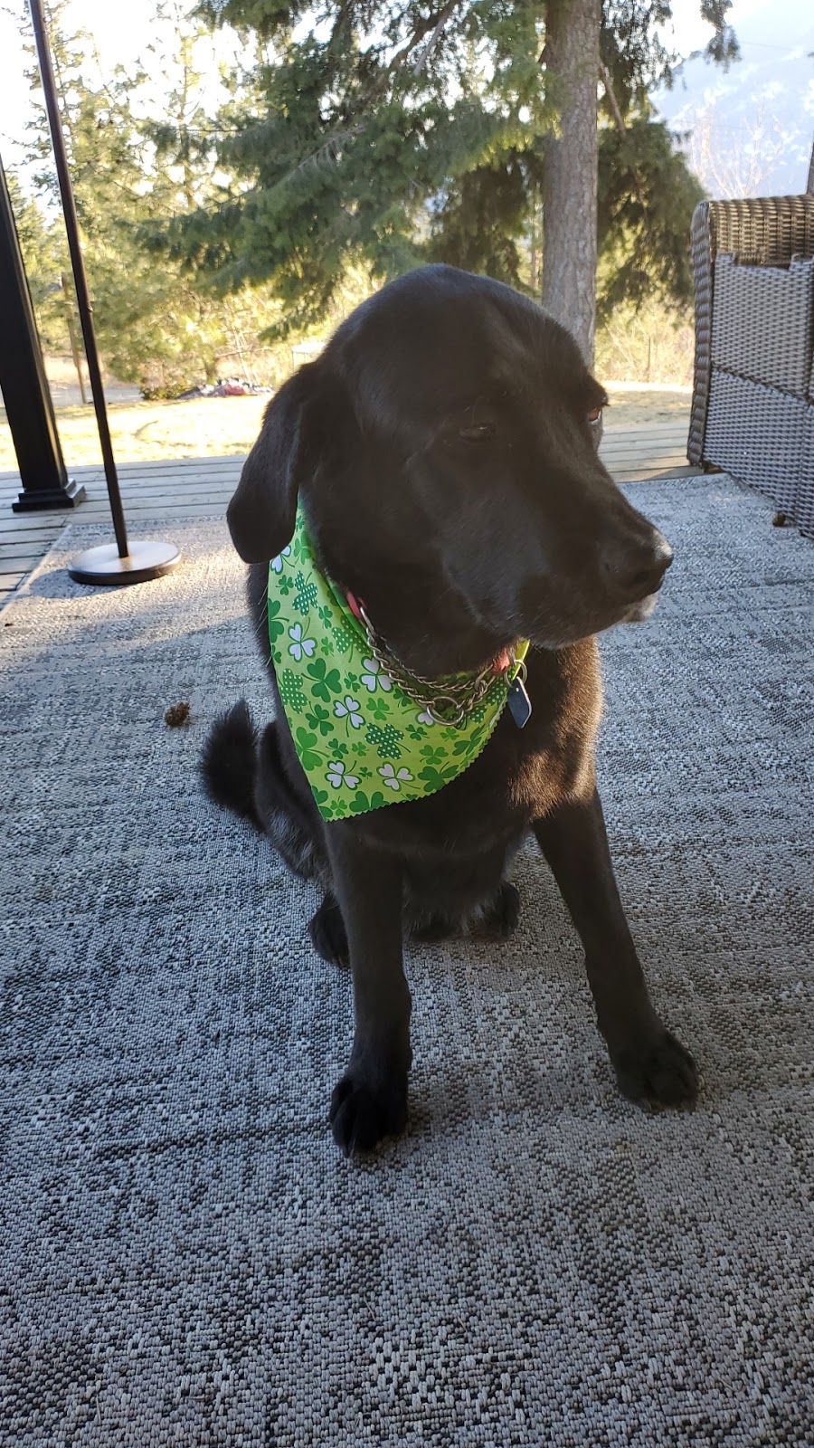 John’s Pampered Pets | 2417 Golf Course Dr Unit 8, Blind Bay, BC V0E 1H2, Canada | Phone: (250) 675-4401