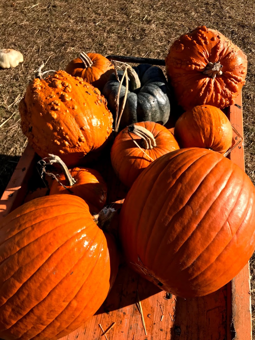 Shantz Family Farm - Closed for the Season | 1544 Bleams Rd, Petersburg, ON N0B 2H0, Canada | Phone: (519) 634-5252