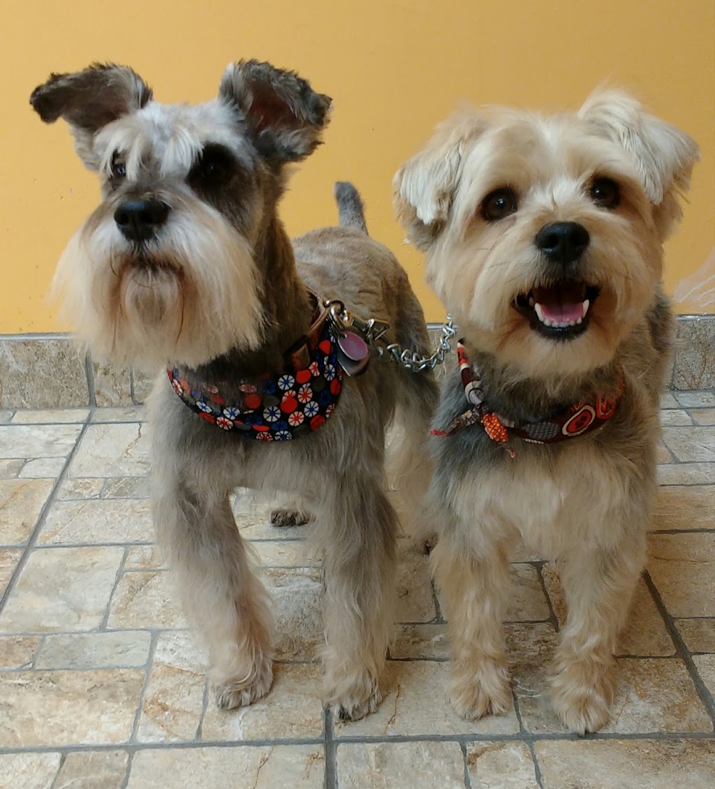 Boutique Golden Paws | 4830 Rue René-Émard, Pierrefonds, QC H9A 2Y1, Canada | Phone: (514) 620-1158